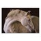 Stupell Industries White Beauty Horse Portrait Wall Plaque By Jadei Graphics